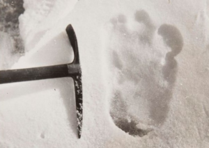 Yeti footprint captured by Eric Shipton and his team in 1951.