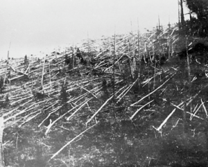 Photograph from 1927 of fallen trees around the Tunguska event site.