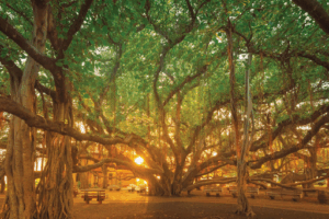 The Lāhainā Banyan Tree before the 2023 fires.