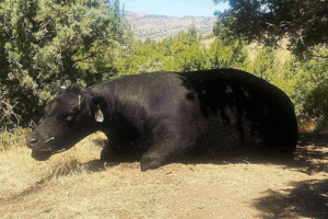 How one mysterious deceased cow was found in Oregon