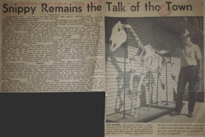 Newspaper article regarding Snippy the horse.