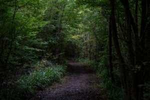 The Screaming Woods in PluckleyThe Screaming Woods in Pluckley