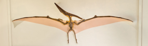 Cast of a Pteranodon – the first pterosaur found in the USA