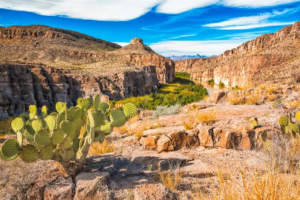 Image of the Chihuahuan Desert, Photograph by Deb Snelson