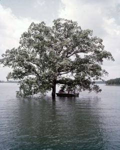 Tree jutting out of Lake Lanier