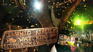 3.) Fireflies making the trees glow on Siquijor. Courtesy of Expedia